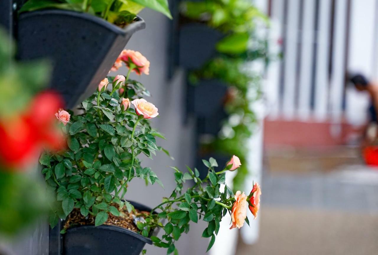 Local White House - Ecofriendly Homestay ダナン市 エクステリア 写真